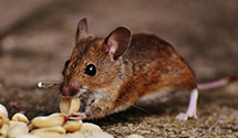 24 Hour & Emergency Exterminators in Milford, NJ